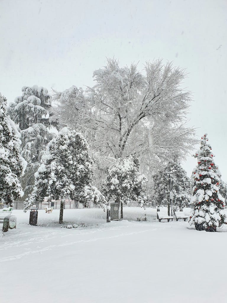 A serene snow-covered park in Caponago, Italy, showcasing winter beauty.